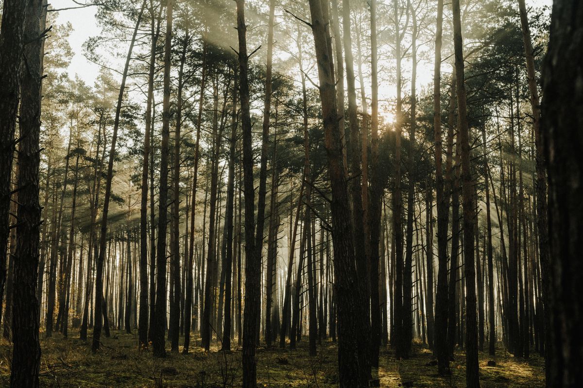 Sunlight filtering through a quiet evergreen forest