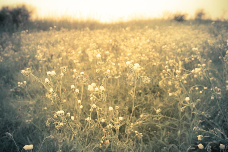 Wildflower meadow at sunset