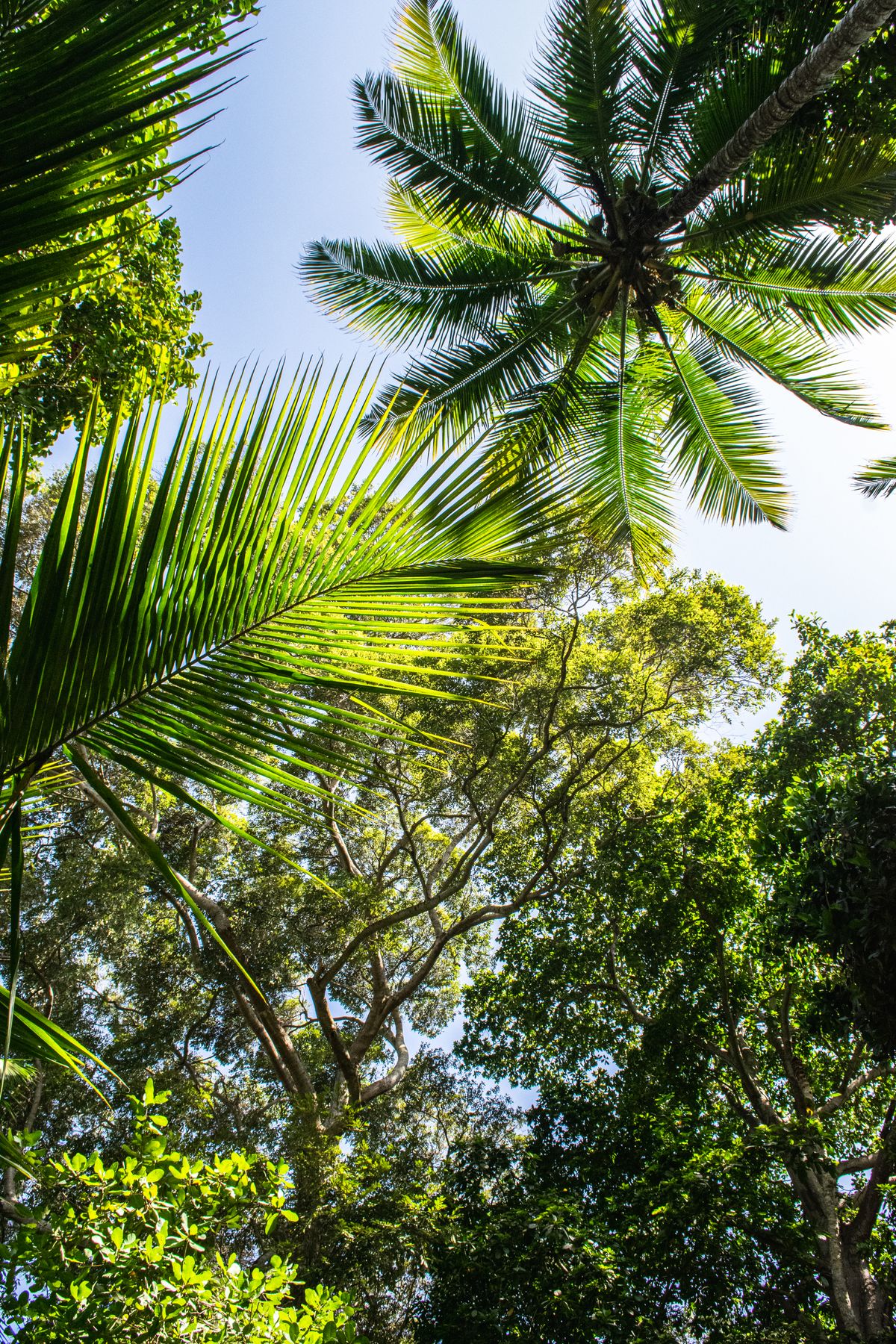 Tropical rainforest canopy with palm trees and open sky