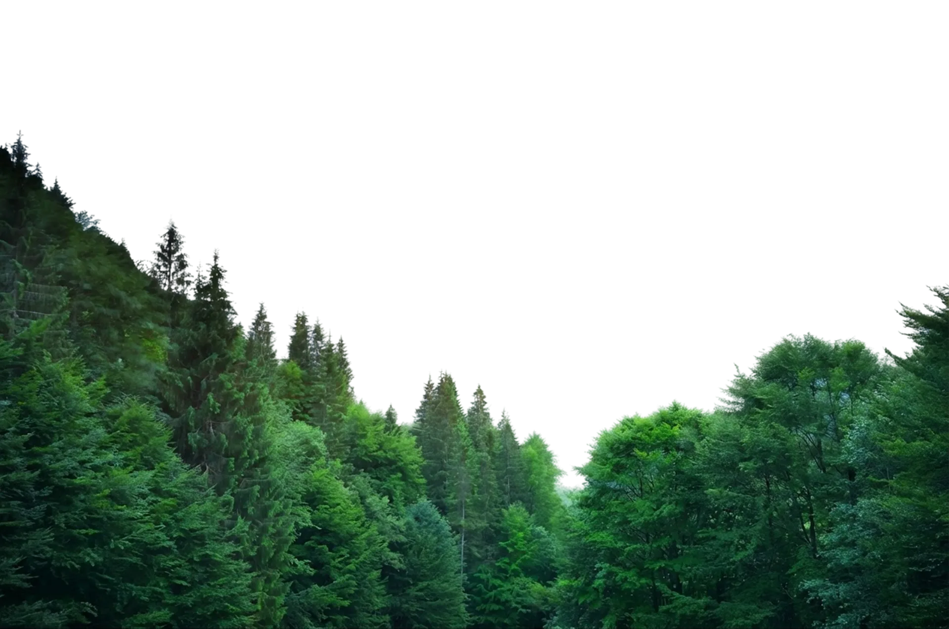 Aerial view of green mountain forest